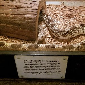 Luray Zoo - Northern pine snake