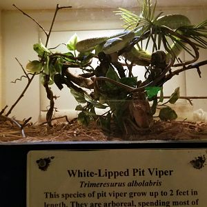 Luray Zoo - White-lipped pit viper