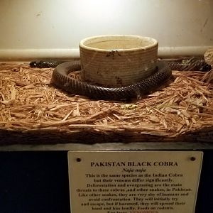 Luray Zoo - Pakistan black cobra