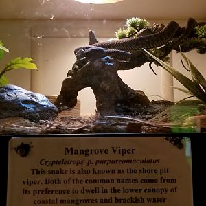 Luray Zoo - Mangrove viper