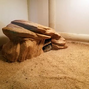 Luray Zoo - Sawscale viper