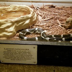 Luray Zoo - Eastern kingsnake