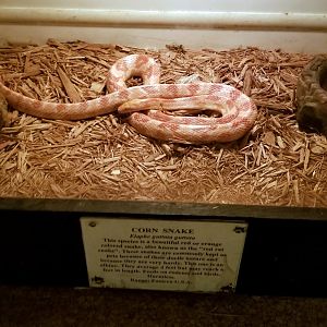 Luray Zoo - corn snake
