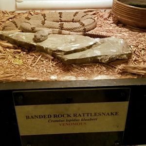 Luray Zoo - Banded rock rattlesnake