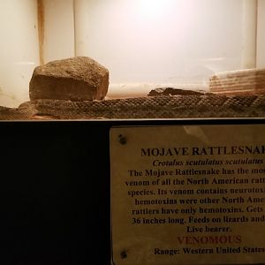 Luray Zoo - Mojave rattlesnake