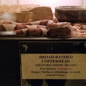 Luray Zoo - Broad-banded copperhead
