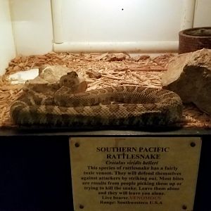 Luray Zoo - Southern pacific rattlesnake