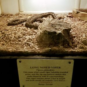 Luray Zoo - Long nosed viper