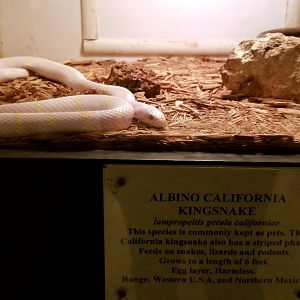Luray Zoo - Albino california kingsnake