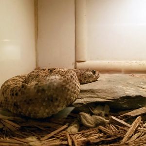 Luray Zoo - Speckled rattlesnake