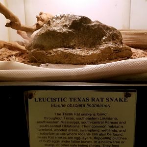 Luray Zoo - Texas rat snake