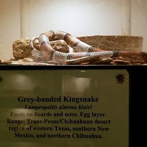 Luray Zoo - Grey-banded kingsnake