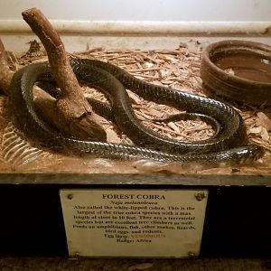 Luray Zoo - Forest cobra