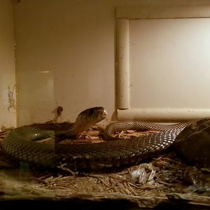 Luray Zoo - Monocled cobra
