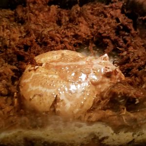 Luray Zoo - Albino argentine horned frog