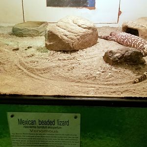 Luray Zoo - Mexican beaded lizard