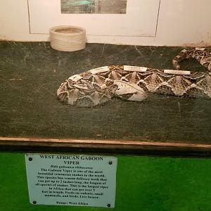 Luray Zoo - West african gaboon viper