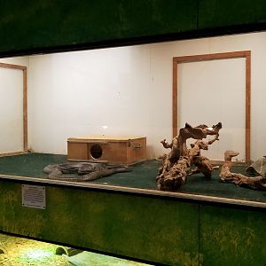 Luray Zoo - King cobra exhibit