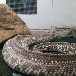 Luray Zoo - Venezuelan rattlesnake