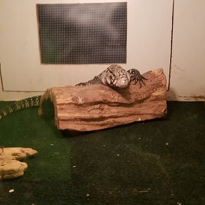 Luray Zoo - Black & white tegu