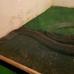 Luray Zoo - West african black-neck spitting cobra