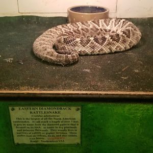 Luray Zoo - Eastern diamondback