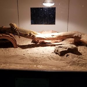 Luray Zoo - Bearded dragon