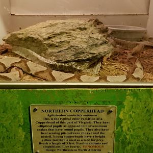 Luray Zoo - Northern copperhead