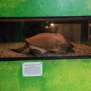 Luray Zoo - Common snapping turtle