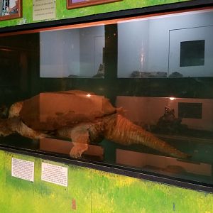 Luray Zoo - Alligator turtle