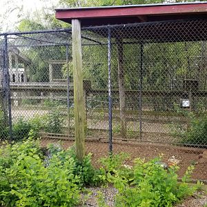 Luray Zoo - African crested porcupine #1