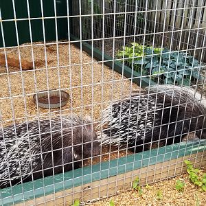Luray Zoo - African crested porcupine #2