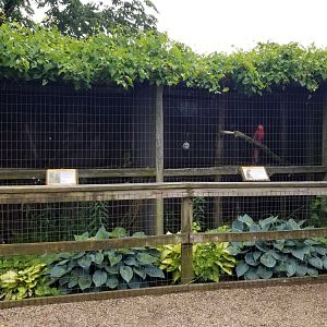 Luray Zoo - Scarlet macaw and amazon parrot