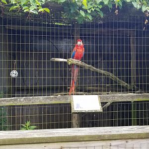Luray Zoo - Scarlet macaw