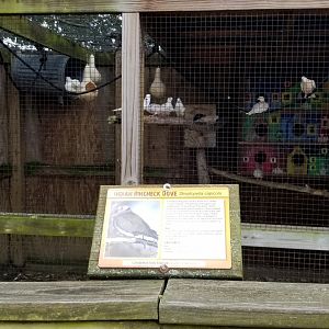 Luray Zoo - Indian ringneck doves