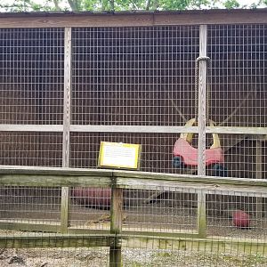 Luray Zoo - Side view of Tonkean macaque exhibit