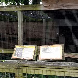 Luray Zoo - Eurasian eagle owl