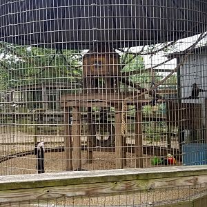 Luray Zoo - Capuchin