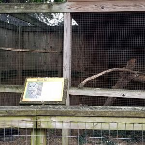 Luray Zoo - Barred owl