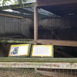 Luray Zoo - "Mountain coati" (South American, not mountain)