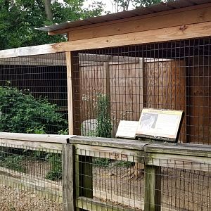 Luray Zoo - Canadian lynx