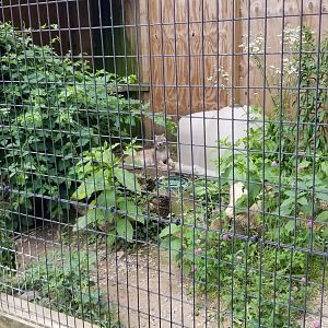 Luray Zoo - Canadian lynx
