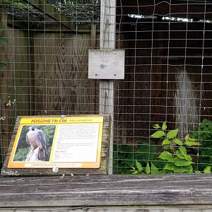 Luray Zoo - Peregrine falcon