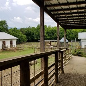 Luray Zoo - Petting zoo area