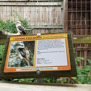 Luray Zoo - Kookaburra