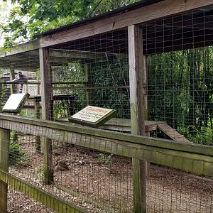 Luray Zoo - Ring-tailed lemurs #1