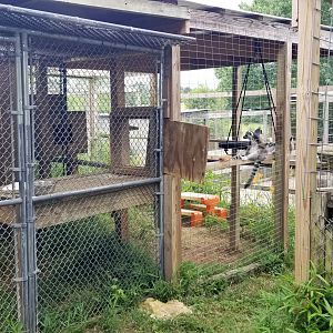 Luray Zoo - Ring-tailed lemurs #2