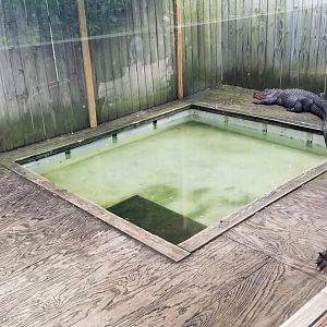 Luray Zoo - American alligators