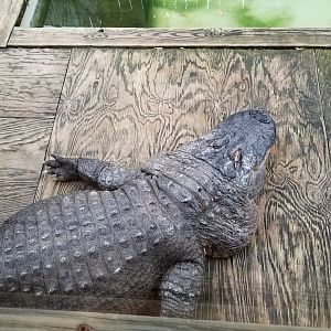 Luray Zoo - Large american alligator