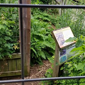 Luray Zoo - Wood turtle and box turtle